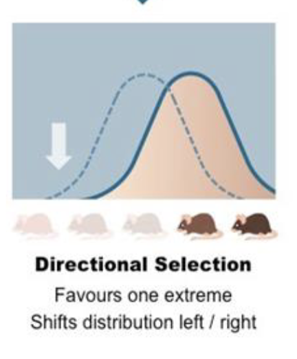 <p>Directional Selections</p>