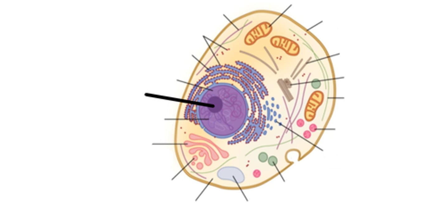 <p>This is found in the nucleus and makes ribosomes for the cell.</p>