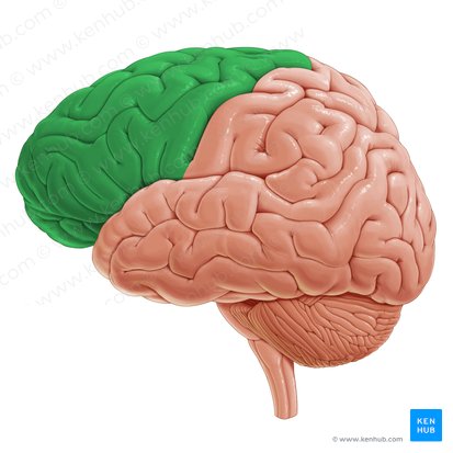 <p>Planning, Personality, motor cortex</p>