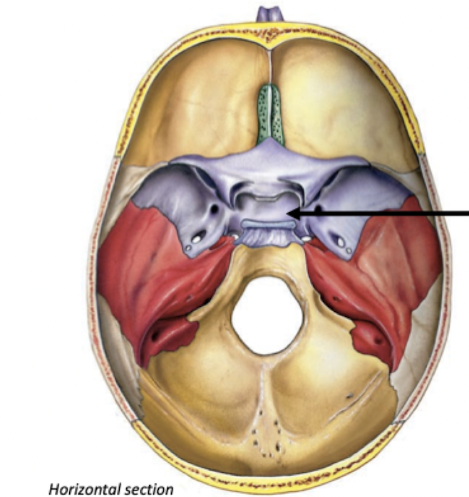 <p>Features of Sphenoid Bone</p>