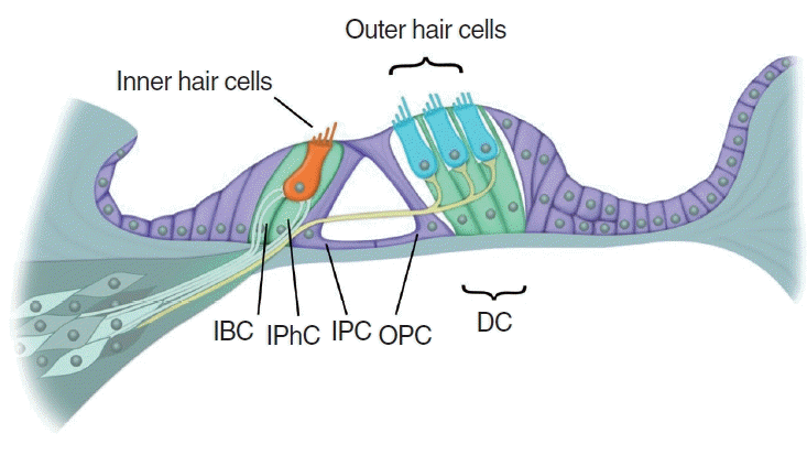 <p>Organ of Corti</p>