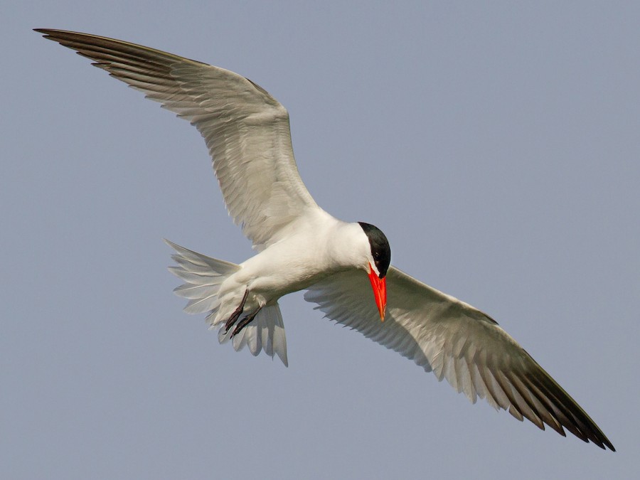 <p>Huge tern with thick red bill.</p>