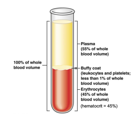 <ul><li><p>total volume of blood, on average, is 5.5 liters</p></li><li><p>plasma averages 55-58% of total blood volume, and is part of the ECF</p></li><li><p>buffy coat: contains leukocytes (immune cells) and platelets (clotting</p></li><li><p>erythrocyte (red blood cells) volume averages 42-45% called the hematocrit (mainly for gas transport)</p></li></ul><p></p>