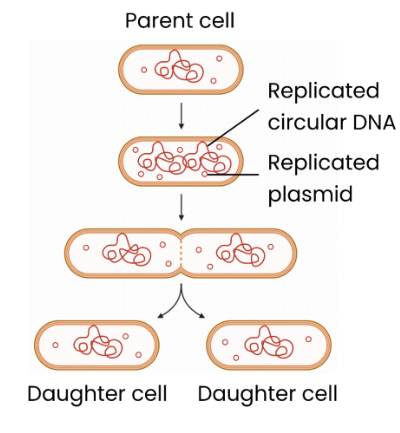 <p>Replication of circular DNA and plasmids. Division of cytoplasm to produce two daughter cells. There is a single copy of circular DNA however variable number of copies of plasmids. </p>