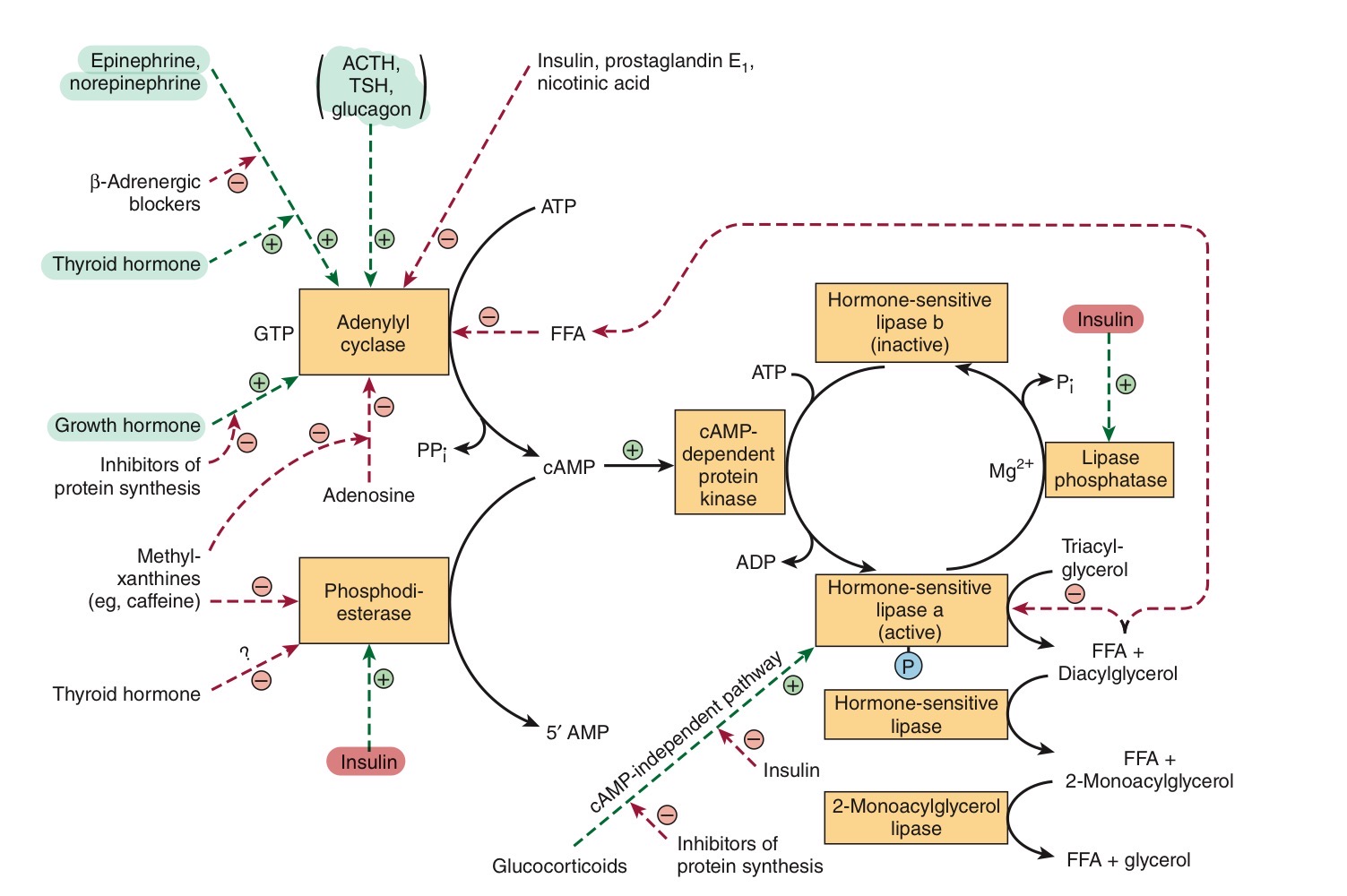 <p>Para se ativar, esta tem que ser fosforilada, por uma proteina dependente de cAMP. Por isso, fatores que controlem a formação de cAMP, vao controlar a lipase.</p><p>Estimulos: catcolaminas, TSH (T4), glucagina, GH, ACTH, …</p><p>Inibidores: insulina</p>