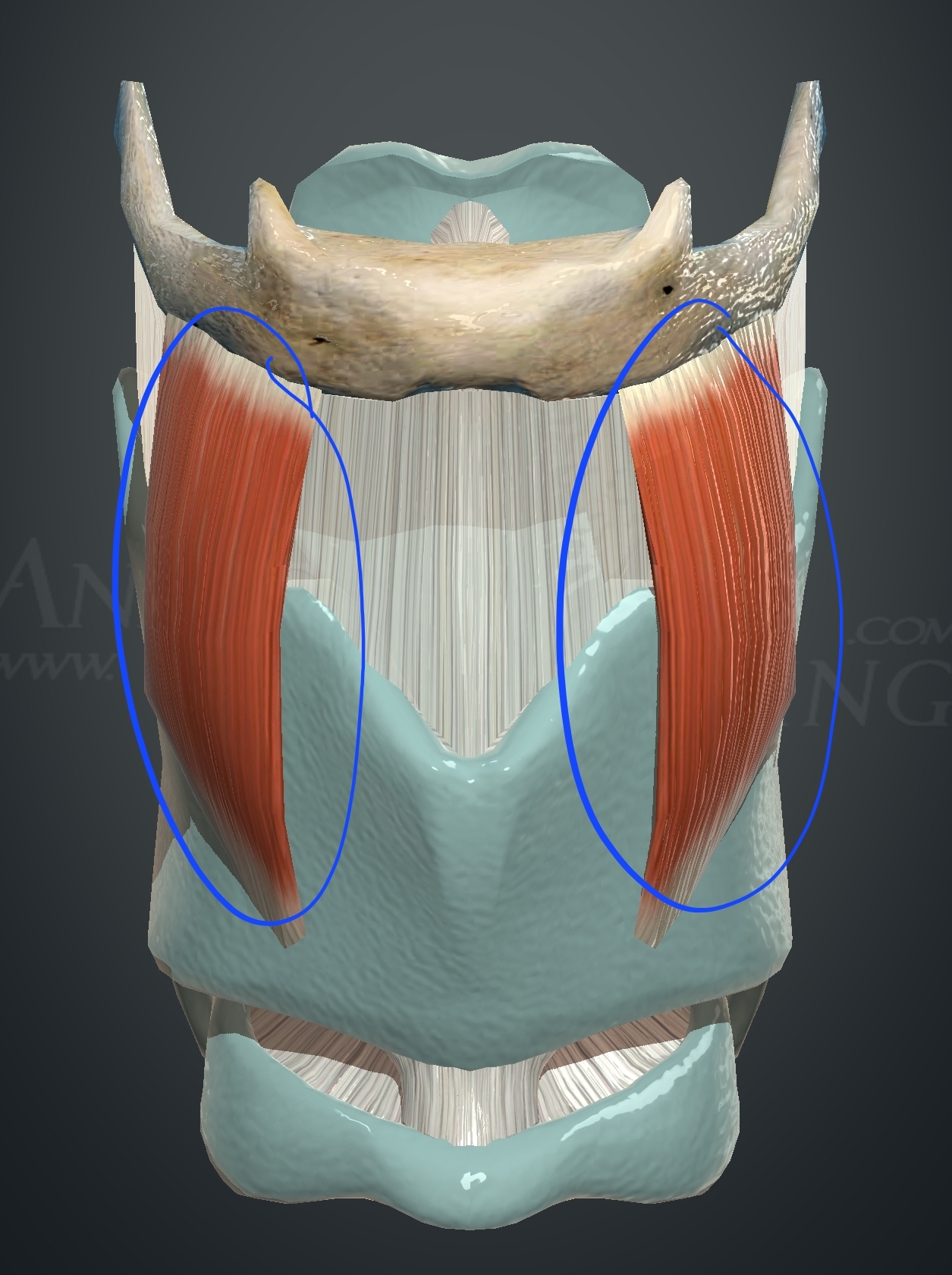 <p>What muscle is this?</p>