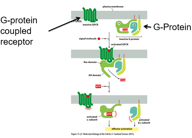 __G-protein__: trimeric complex of alpha (GTPase), beta, and gamma

A **G-protein-coupled receptor** in the membrane is activated by **ligand binding**.

A cytoplasmic conformational change causes the **G-protein to bind** and the receptor to **act as a GEF, activating G-alpha**.

The **alpha subunit dissociates** from the beta-gamma subunit. These two **pathways diverge**, but both act through **second messengers.**

\
__Examples of 2nd messengers__:

* cAMP (bound by G-alpha)
* phospholipase C (bound by G-beta-gamma)
* Ca2+