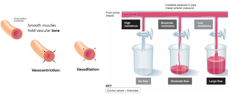 **Arteriolar Vasoconstriction and Vasodilation**

Smooth muscles hold vascular **tone**

\
**Arteriolar Vasoconstriction:** Narrowing/constriction of vessel to ↑resistance and ↓flow

**Arteriolar Vasodilation:** Widening/dilation of vessel to ↓resistance and ↑flow