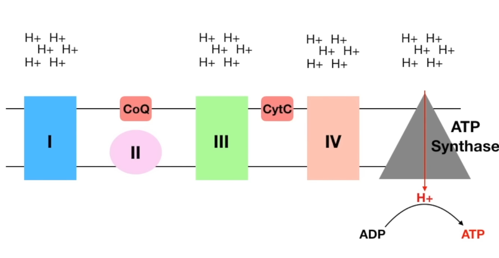 <p>Overview of Mito. Ox! </p>