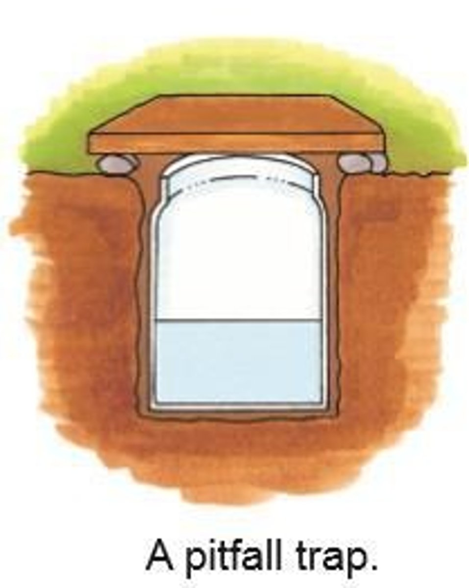 <p>A jar used to collect crawling insects.</p>
