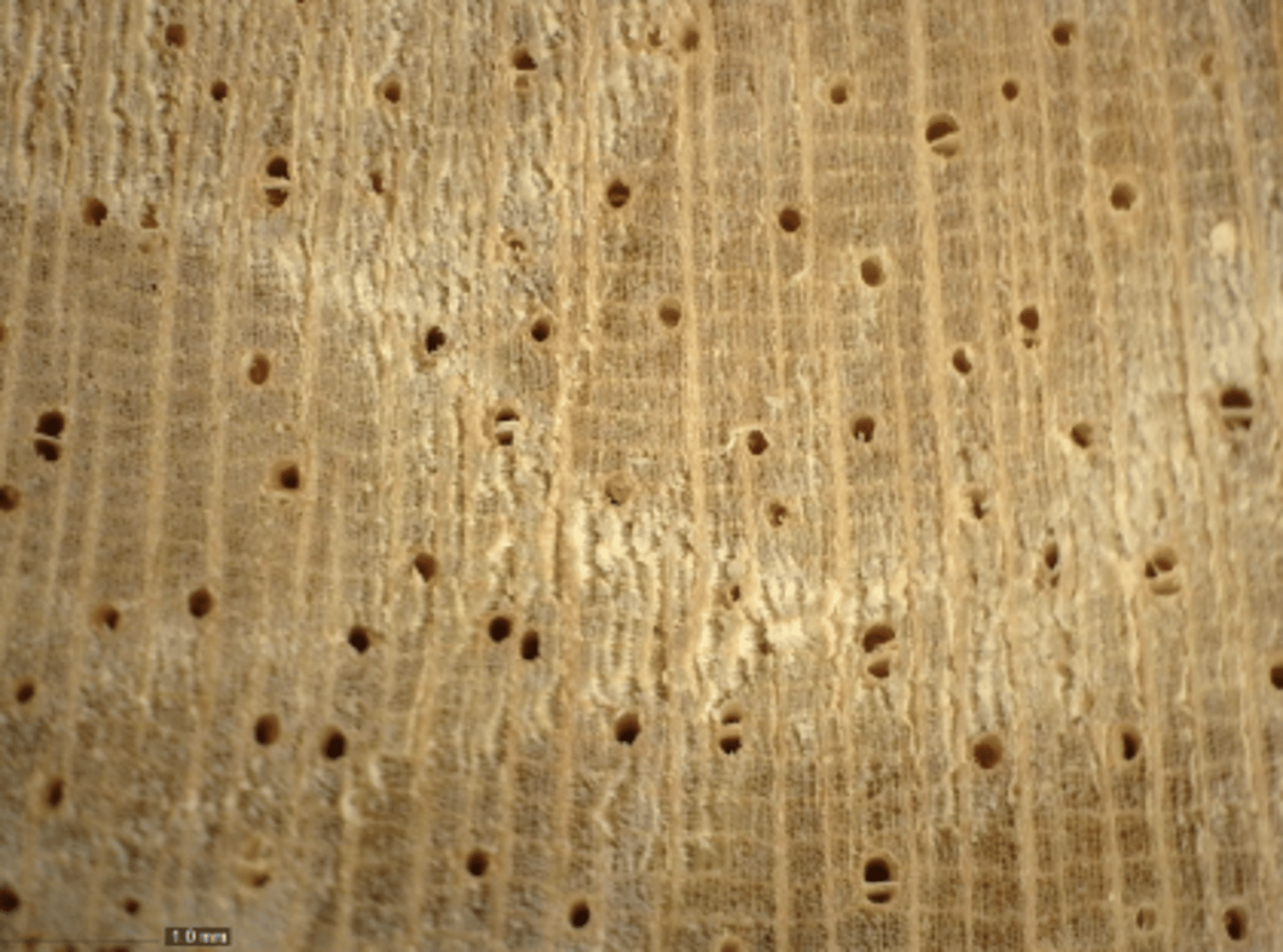 <p>Light colored heartwood; pores mostly in solitary; diffuse-in-aggregates parenchyma</p>