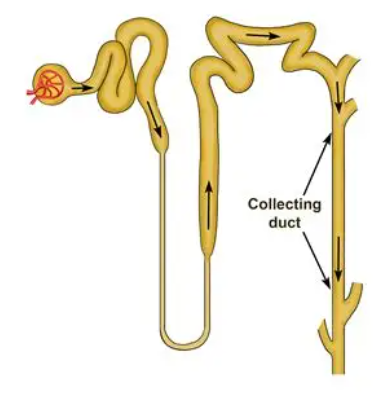 <p>Tubes that gather pee from many filters and send it out of the kidney.</p>