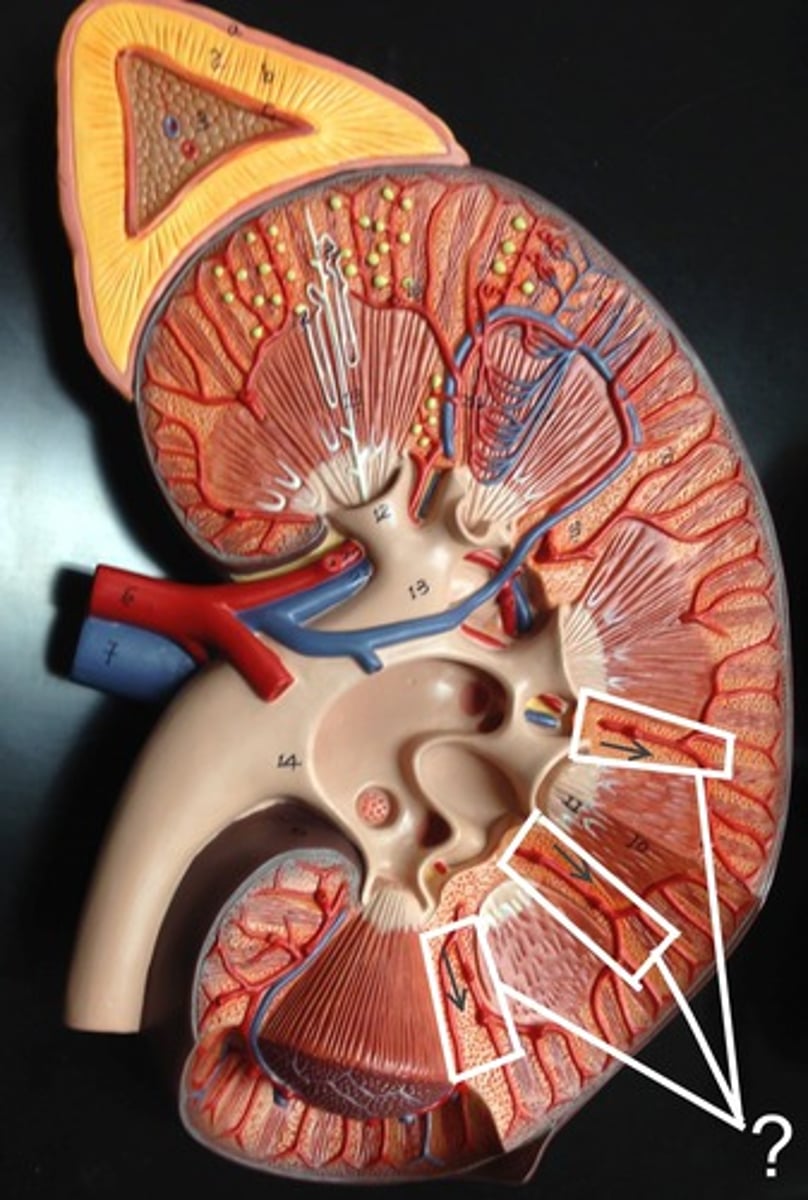 <p>extensions of cortex in between pyramids</p>