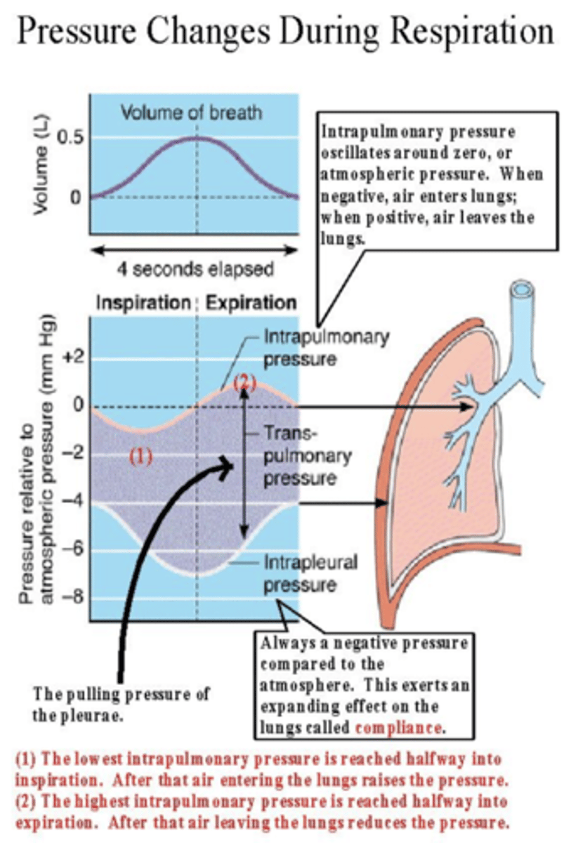 <p>Keeps the lungs expanded against the thoracic wall.</p><p>Prevents lung collapse by maintaining a suction effect.</p>