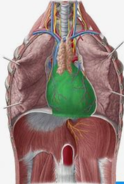 <p>What is the Pericardium?</p>