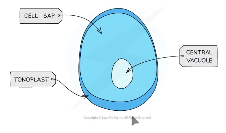 <ul><li><p>contains cell sap</p></li><li><p>Surrounded by tonoplast - selectively permeable membrane</p></li></ul><p></p>