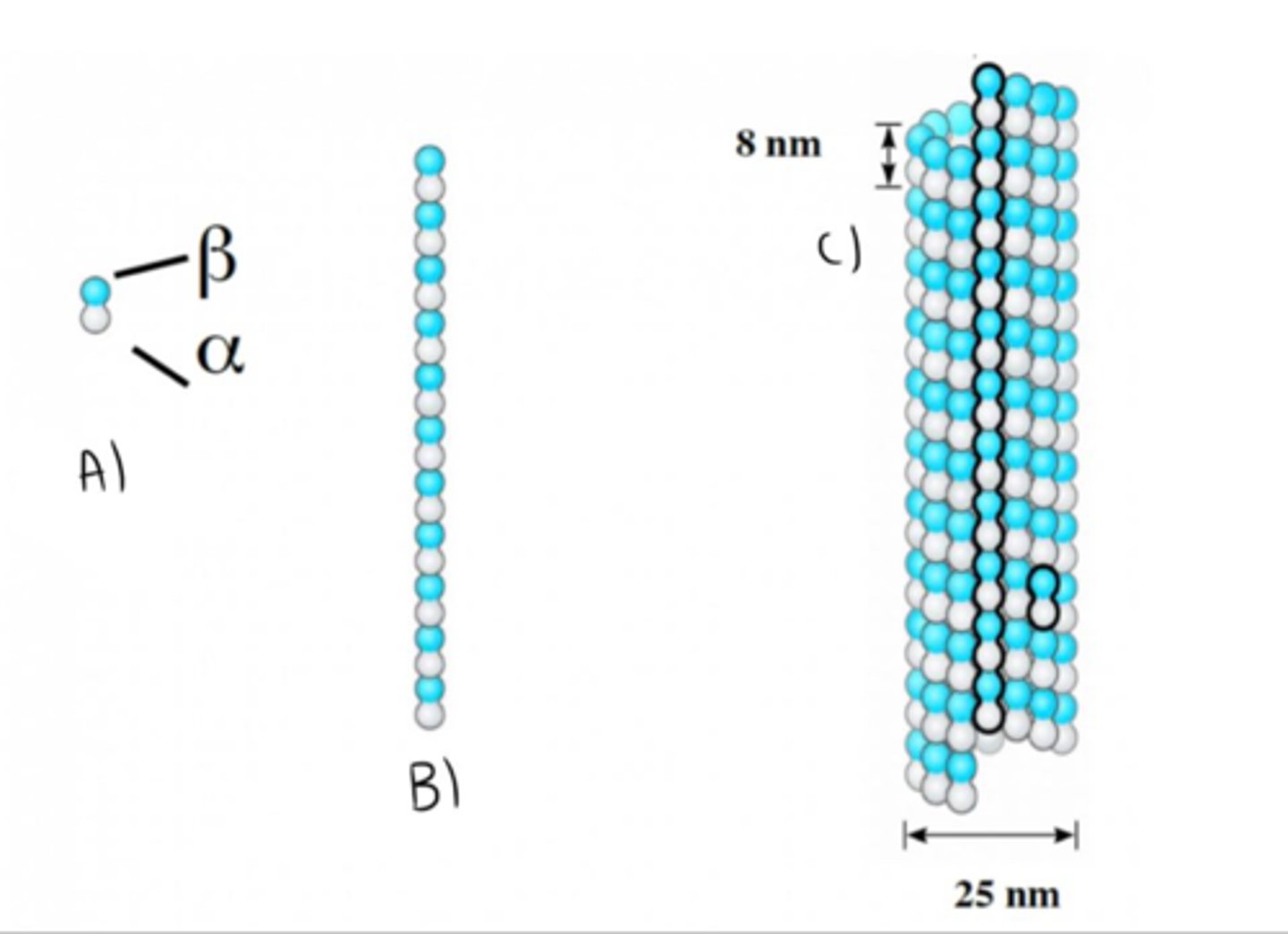 <p>Linear array of tubulin subunits in microtubules.</p>