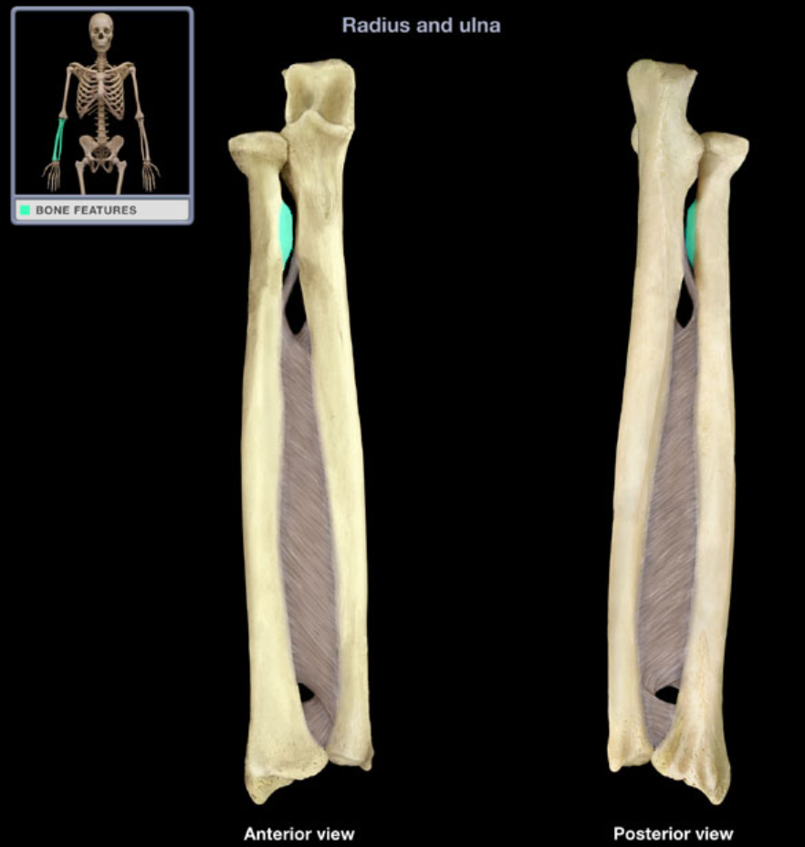<p>Provides attachment for muscles (roughened projection)</p>