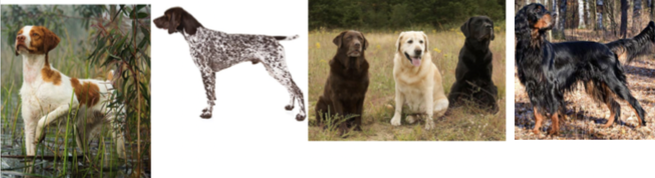 <p>These dogs belong to which breed group?</p>