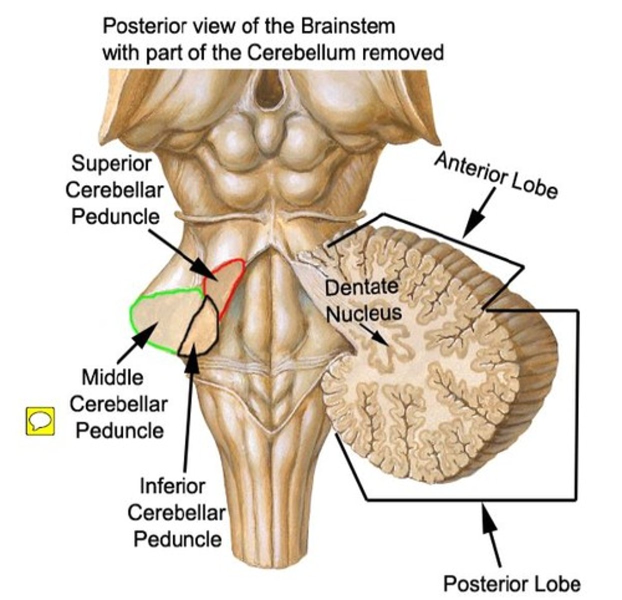 <p>Connects cerebellum to midbrain</p><p>Contains contralateral tracts that output to the red nucleus and thalamus</p>