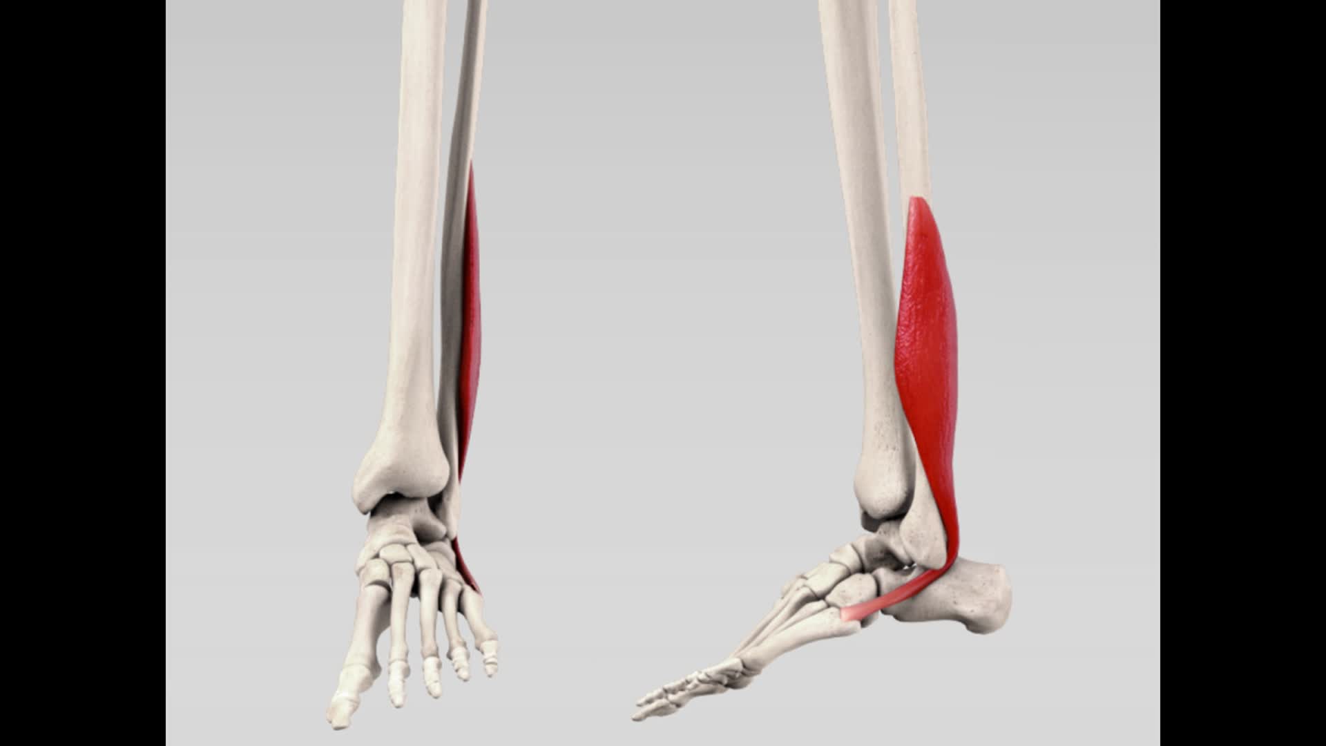 <p>korte kuitbeenspier</p>