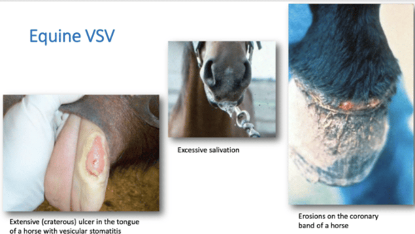 <p><strong>1.</strong> Excessive Salivation</p><p><strong>2.</strong> Vesicles in mouth</p><p><strong>3.</strong> Lesions of hooves and feet</p><p><strong>4.</strong> Teat Lesions in dairy herd</p>