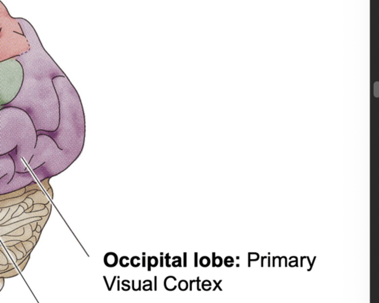 <p>primary visual cortex</p>
