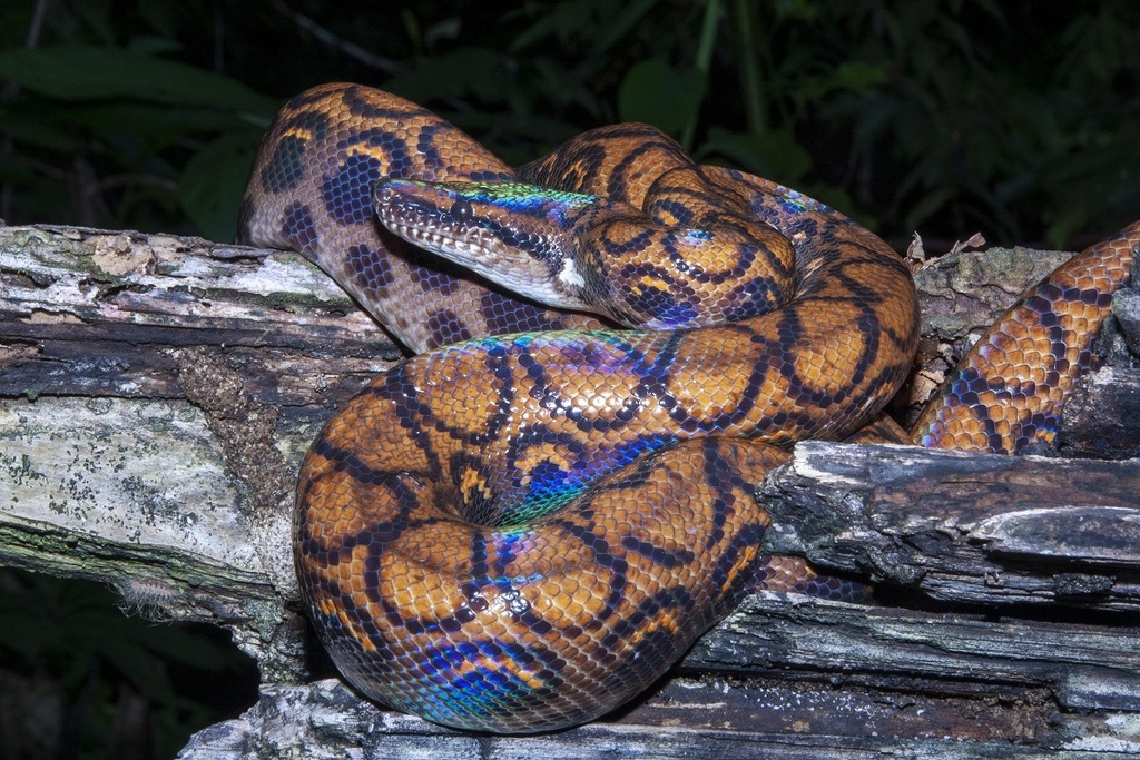 <p><span><span>rainbow boa</span></span></p>
