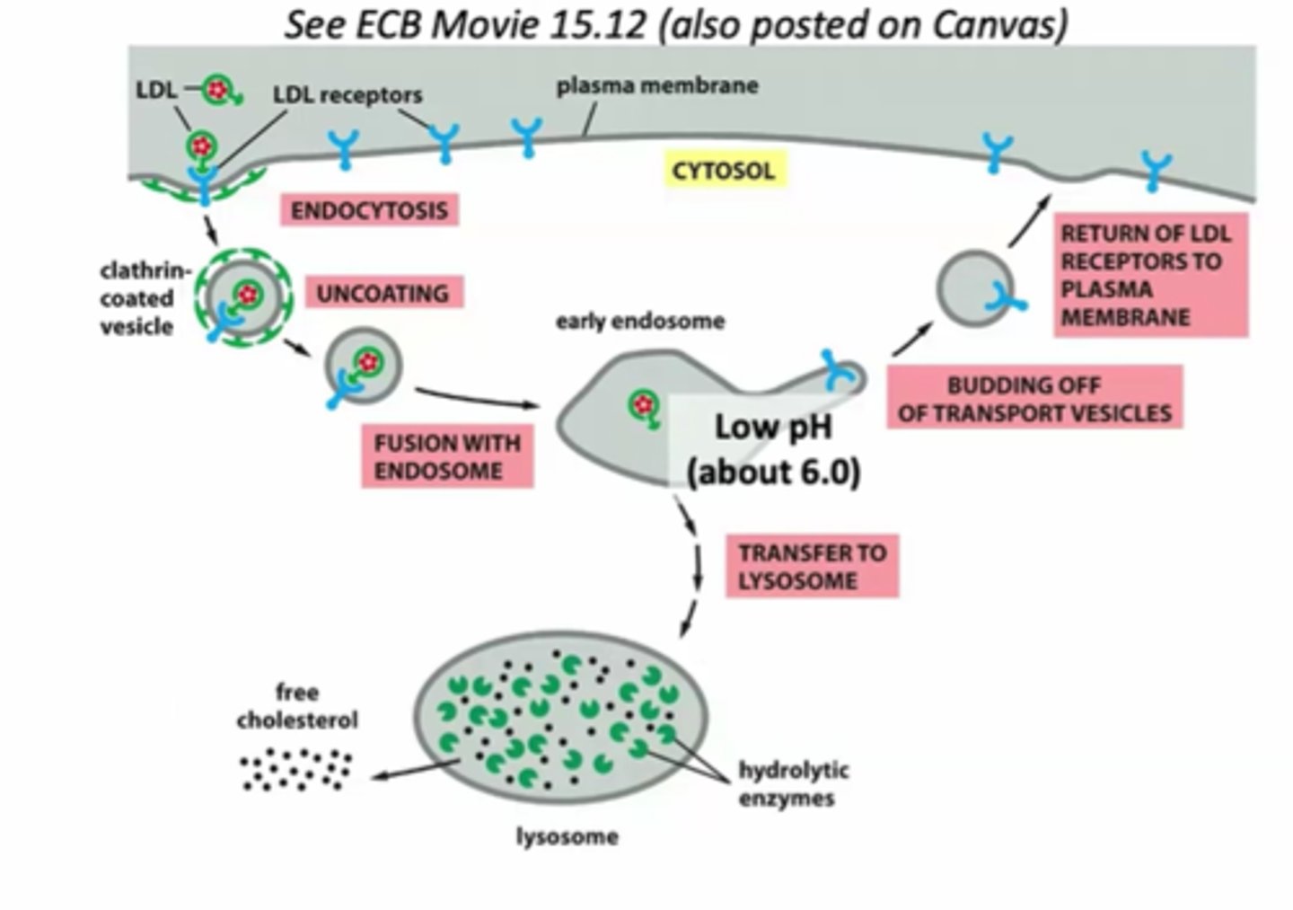 <p>receptor mediated endocytosis</p><p>after uncoating, can fuse with endosome, LDL particle removed from receptor, then LDL itself goes back inserted into the membrane,the LDL particle itself is then sorted into the lysosome, released and degraded, chloresterol inserted in membranes this happens at low pH anout 6</p>