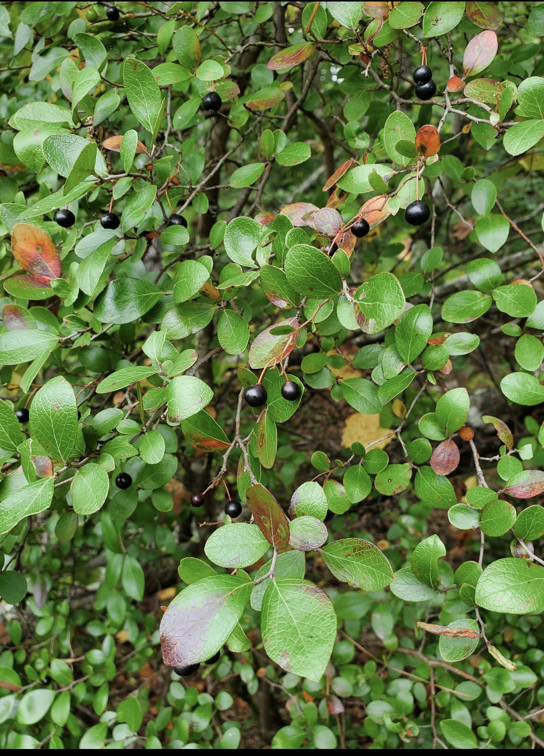 <p>farkleberry </p>