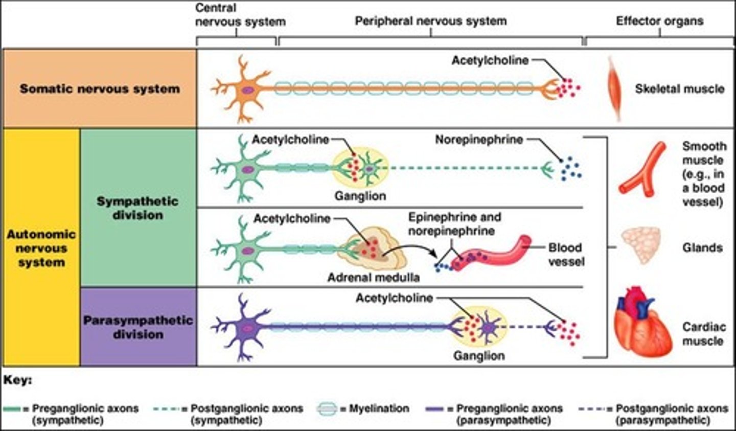 <p>parasympathetic</p>