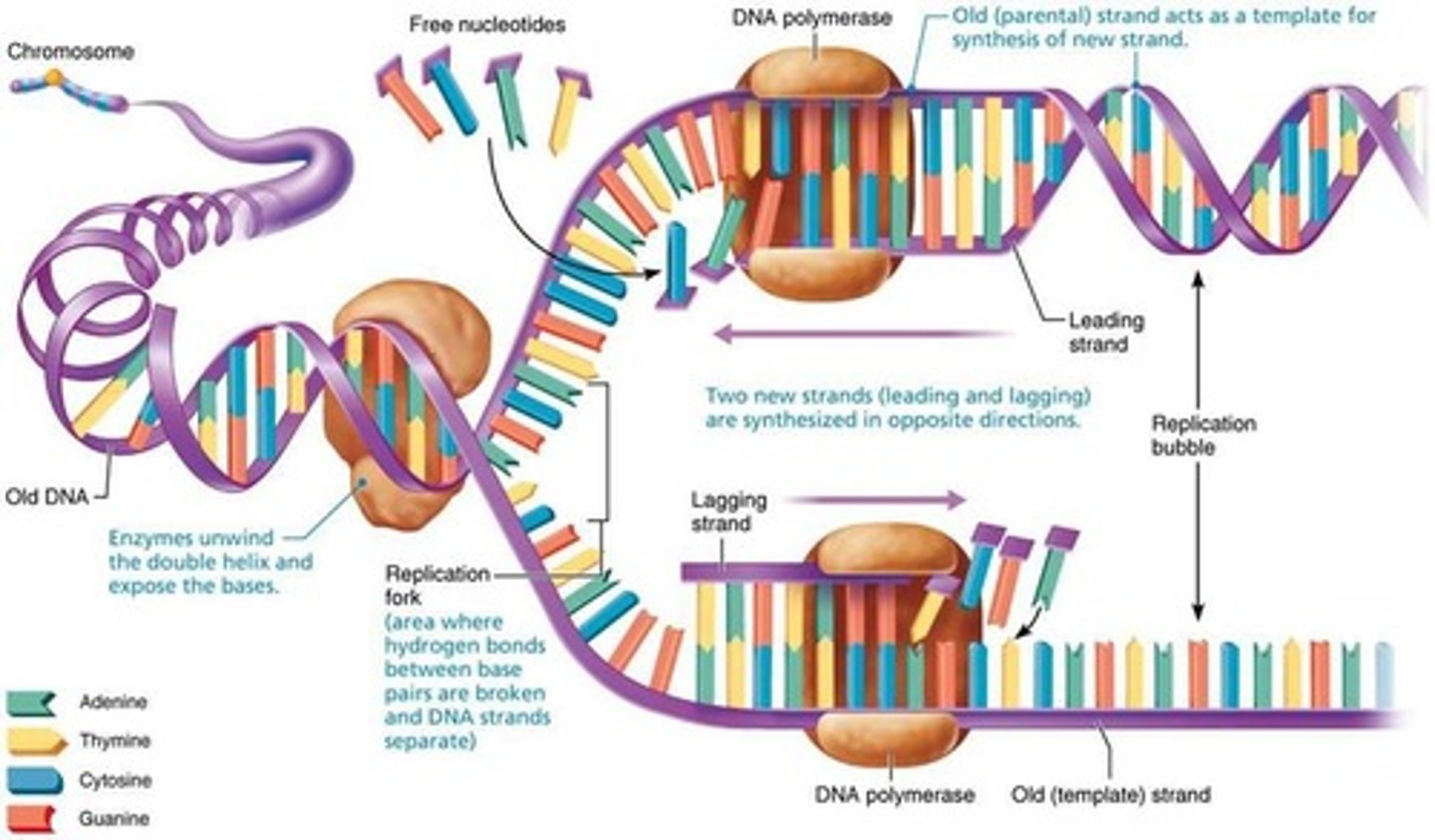 <p>DNA replication.</p>