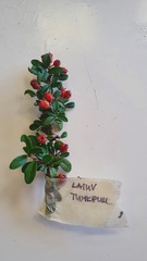 Cotoneaster horizontalis