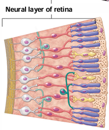 <p>What are the 3 layers of neurons within the inner neural layer of the nervous (sensory) tunic/retina?</p>