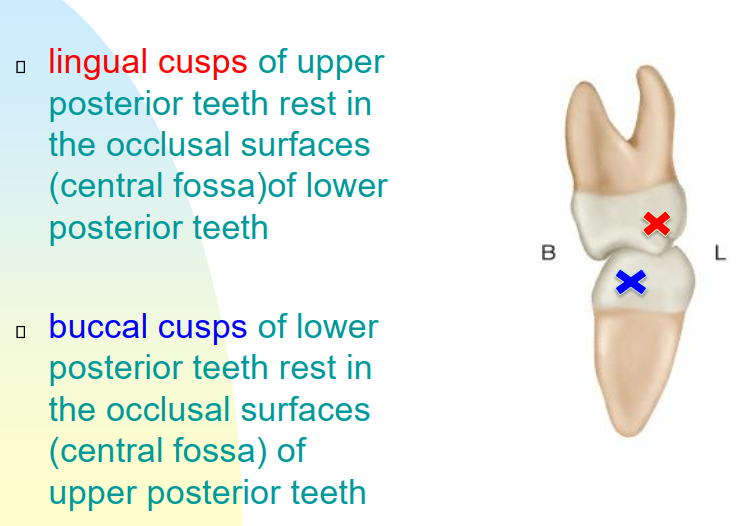 <p>Centric occlusion is the habitual way the teeth come together when closing their jaw. </p><ul><li><p>it is the jaw position that affords the greatest interdigitation of the teeth (most teeth touching) </p></li></ul><p>Centric occlusion is determined by the way teeth fit together. </p>