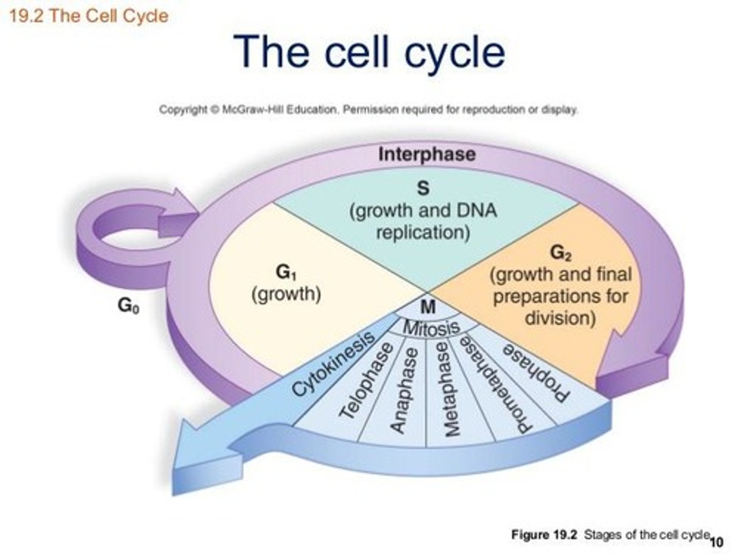 <p>Control mechanisms for cell division and death.</p>
