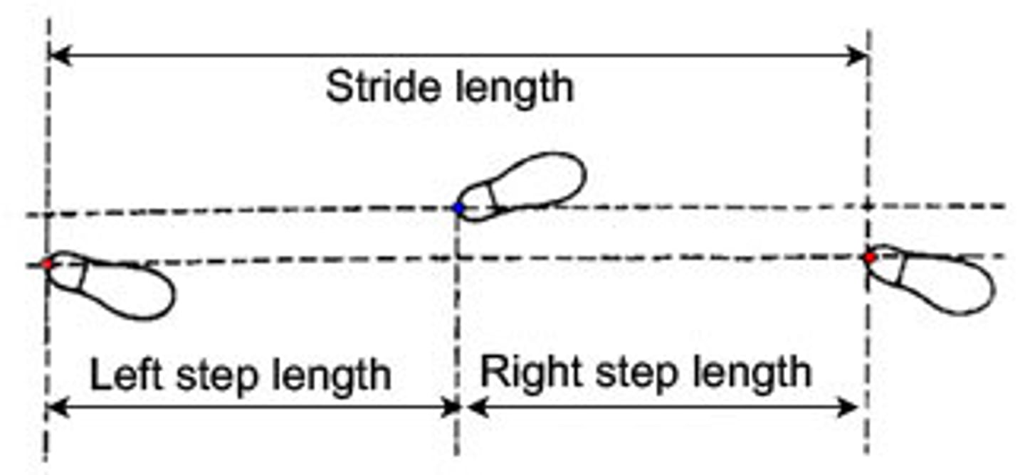 <p>distance between heel contact on one side to heel contact on opposite side.</p><p>step length = 72 cm</p>