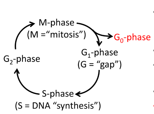 <p>Cell cycle</p>