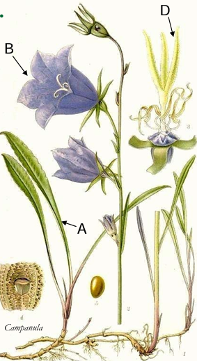 term image