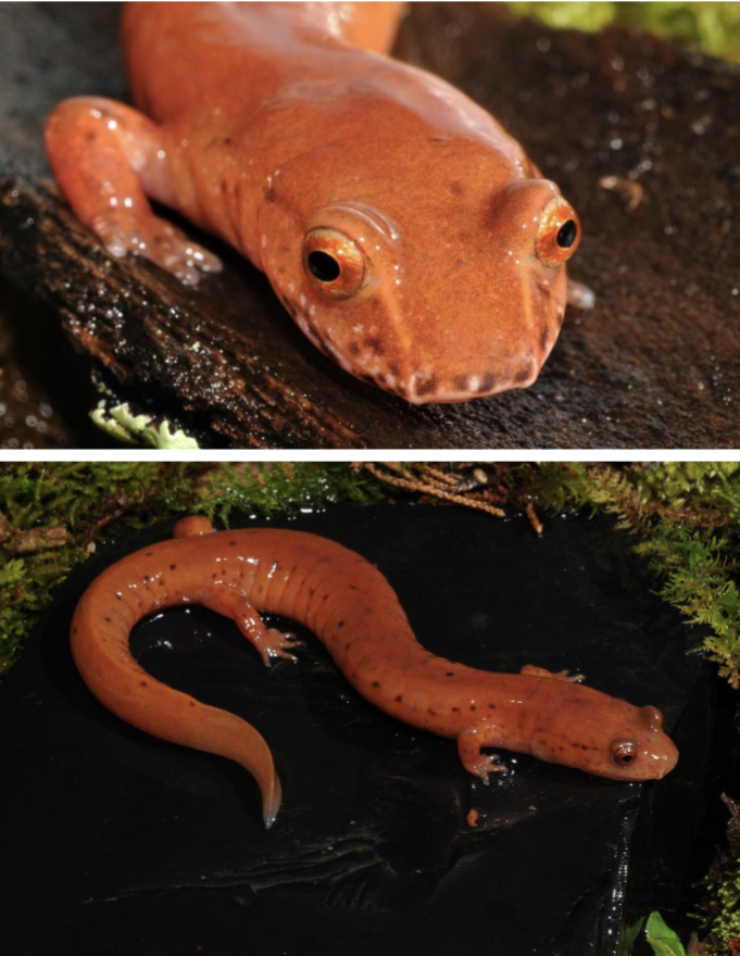 <p>Canthus rosalis, E. and C. KY, mostly E. </p><p></p>