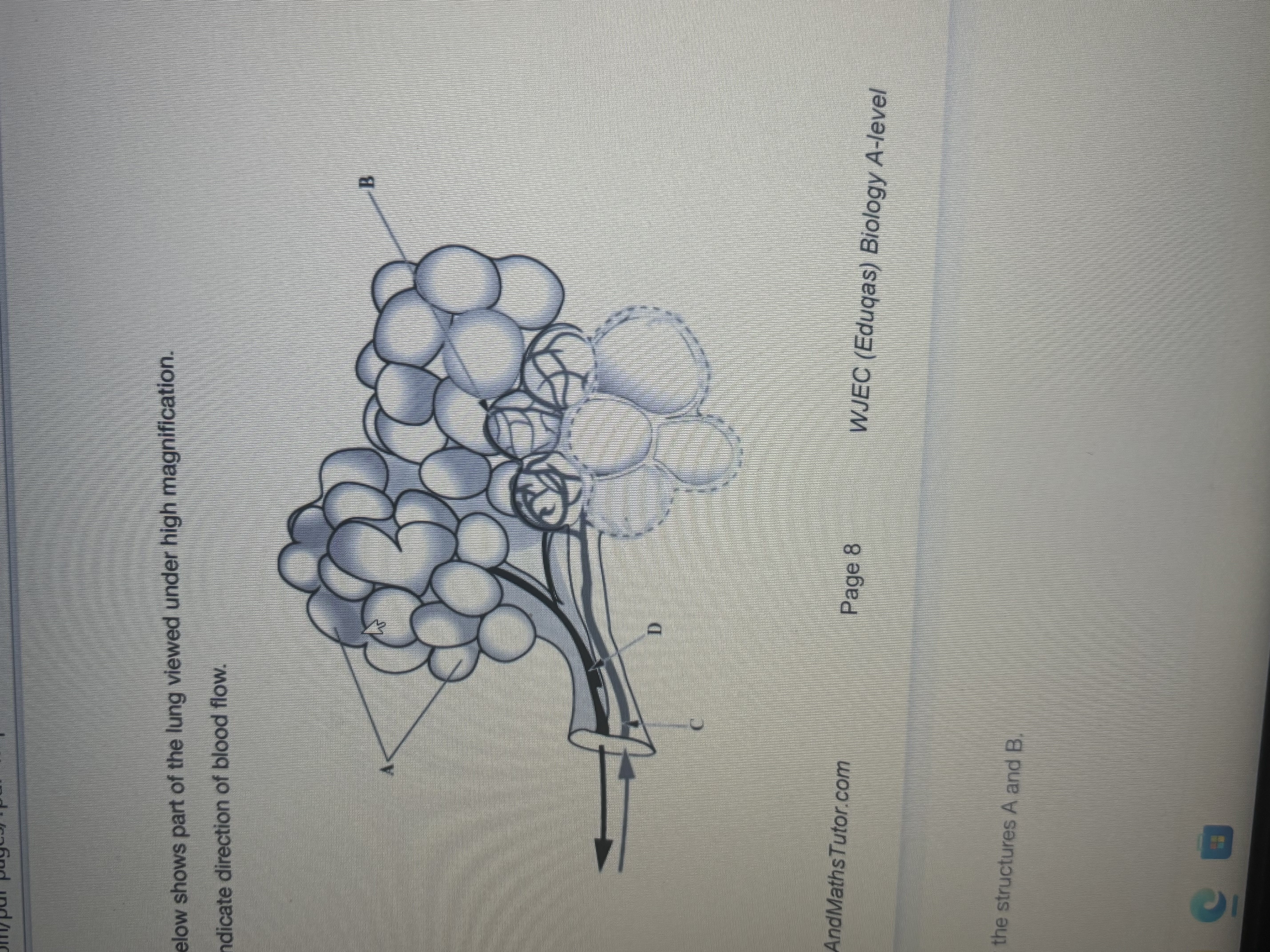 <p>Part of lung labelled</p>
