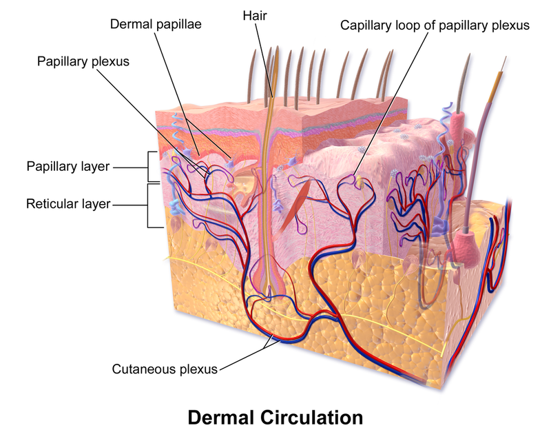 <p>Network of blood vessels between reticular layer and hypodermis</p>