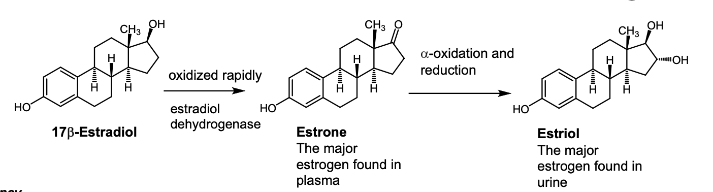 <p>17B estradiol, estrone, estriol</p><p>potency in that order as well</p>