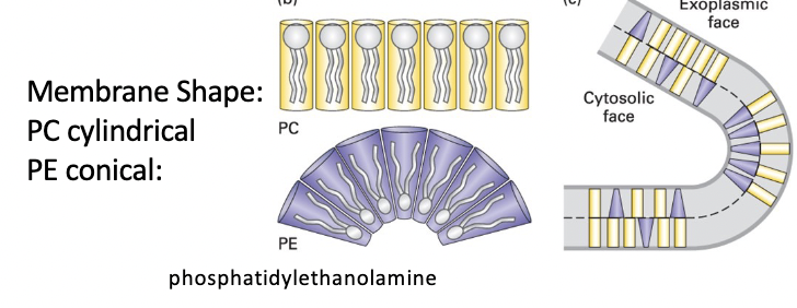 <p>PC cylindrical shape - forms essentially flat monolayers </p><p>PE conical shape (smaller head group) - forms curved monolayers </p>