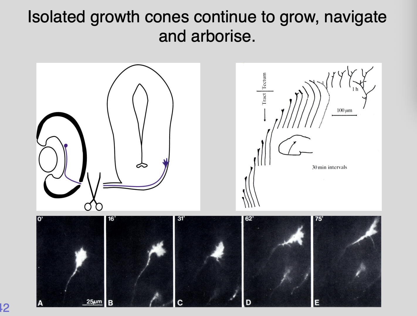 <ul><li><p>growth cones can navigate autonomously</p></li></ul><p></p>