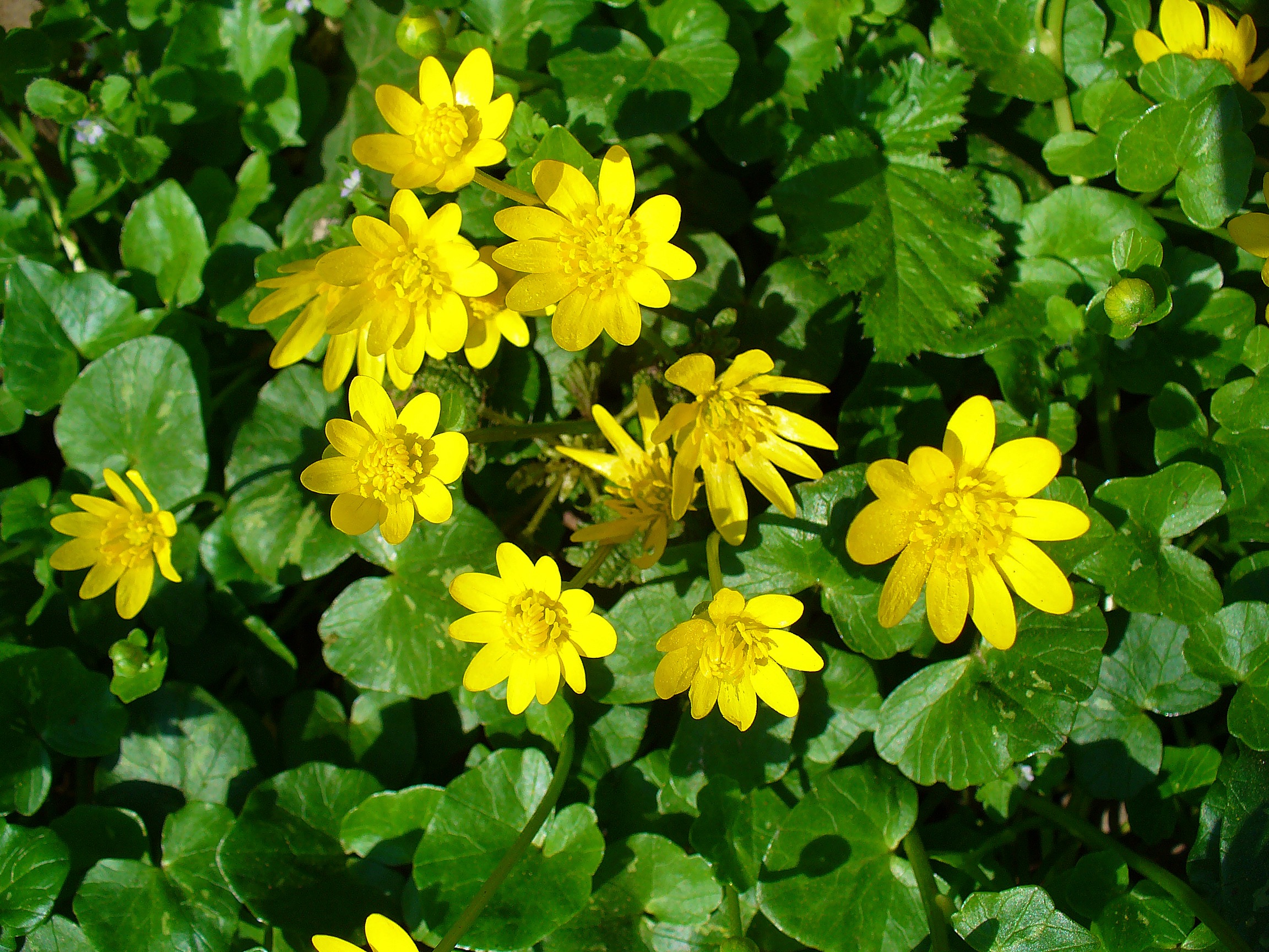 <p>Ficaria verna - <strong>Ranunculaceae</strong></p>