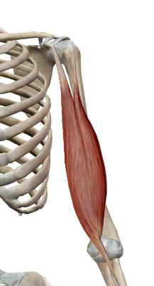 <p>Biceps brachial</p>