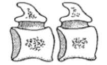 <ul><li><p>both ends saddle-shaped</p></li><li><p>necks of turtles and birds</p></li></ul><p></p>