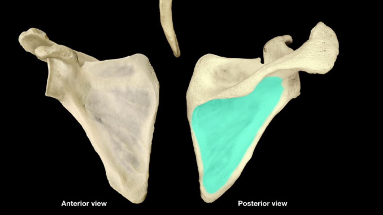 <p>what part of the scapula is highlighted</p>