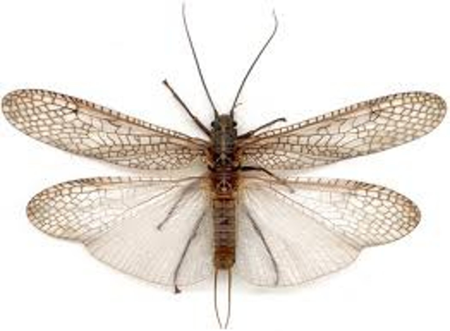 <p>Identify both of the wing types.</p>